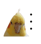 チワワとオカメ vol.2（個別スタンプ：16）