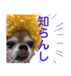 チワワとオカメ vol.2（個別スタンプ：17）