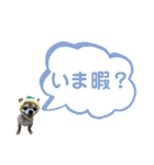 チワワとオカメ vol.2（個別スタンプ：18）