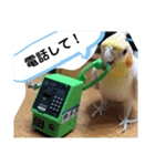 チワワとオカメ vol.2（個別スタンプ：19）