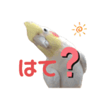 チワワとオカメ vol.2（個別スタンプ：22）