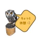 チワワとオカメ vol.2（個別スタンプ：23）