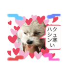 可愛い❤️ワンちゃんか（個別スタンプ：3）