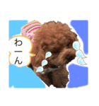 可愛い❤️ワンちゃんか（個別スタンプ：5）