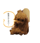 可愛い❤️ワンちゃんか（個別スタンプ：7）