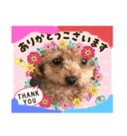 可愛い❤️ワンちゃんか（個別スタンプ：8）