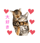 ❤️ベンガル猫の親バカスタンプ❤️（個別スタンプ：2）