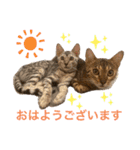 ❤️ベンガル猫の親バカスタンプ❤️（個別スタンプ：6）