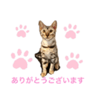 ❤️ベンガル猫の親バカスタンプ❤️（個別スタンプ：8）