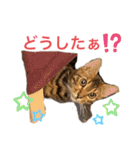 ❤️ベンガル猫の親バカスタンプ❤️（個別スタンプ：9）