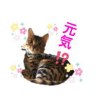 ❤️ベンガル猫の親バカスタンプ❤️（個別スタンプ：11）