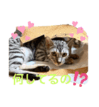 ❤️ベンガル猫の親バカスタンプ❤️（個別スタンプ：13）