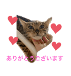 ❤️ベンガル猫の親バカスタンプ❤️（個別スタンプ：14）