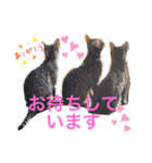 ❤️ベンガル猫の親バカスタンプ❤️（個別スタンプ：15）