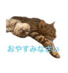 ❤️ベンガル猫の親バカスタンプ❤️（個別スタンプ：16）