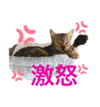 ❤️ベンガル猫の親バカスタンプ❤️（個別スタンプ：18）