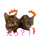 ❤️ベンガル猫の親バカスタンプ❤️（個別スタンプ：21）