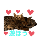 ❤️ベンガル猫の親バカスタンプ❤️（個別スタンプ：23）