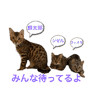 ❤️ベンガル猫の親バカスタンプ❤️（個別スタンプ：24）