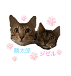 ❤️ベンガル猫の親バカスタンプ❤️（個別スタンプ：27）