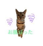 ❤️ベンガル猫の親バカスタンプ❤️（個別スタンプ：30）