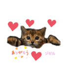 ❤️ベンガル猫の親バカスタンプ❤️（個別スタンプ：31）