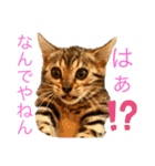 ❤️ベンガル猫の親バカスタンプ❤️（個別スタンプ：32）