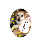 ケイト・郁舞スタンプ（個別スタンプ：21）