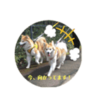 ケイト・郁舞スタンプ（個別スタンプ：28）