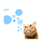 中田家の猫4th（個別スタンプ：1）