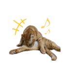 中田家の猫4th（個別スタンプ：2）