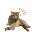 中田家の猫4th（個別スタンプ：3）