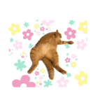 中田家の猫4th（個別スタンプ：4）