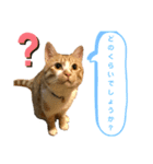 中田家の猫4th（個別スタンプ：6）