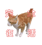 中田家の猫4th（個別スタンプ：7）