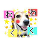 ビーグル犬✩ハッピー①（個別スタンプ：1）