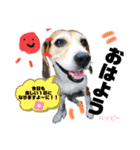 ビーグル犬✩ハッピー①（個別スタンプ：2）