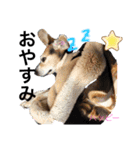 ビーグル犬✩ハッピー①（個別スタンプ：3）