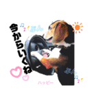 ビーグル犬✩ハッピー①（個別スタンプ：4）