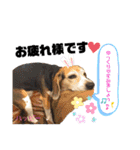 ビーグル犬✩ハッピー①（個別スタンプ：6）