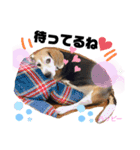 ビーグル犬✩ハッピー①（個別スタンプ：7）