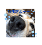 ビーグル犬✩ハッピー①（個別スタンプ：9）