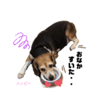 ビーグル犬✩ハッピー①（個別スタンプ：10）