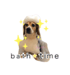 ビーグル犬✩ハッピー①（個別スタンプ：11）
