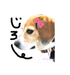 ビーグル犬✩ハッピー①（個別スタンプ：13）