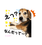 ビーグル犬✩ハッピー①（個別スタンプ：15）