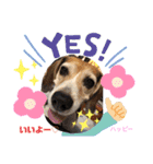 ビーグル犬✩ハッピー①（個別スタンプ：16）
