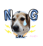 ビーグル犬✩ハッピー①（個別スタンプ：17）