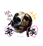ビーグル犬✩ハッピー①（個別スタンプ：18）