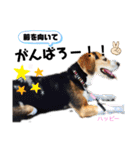 ビーグル犬✩ハッピー①（個別スタンプ：19）